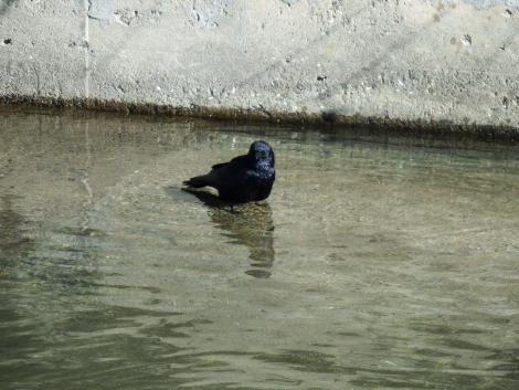 ハシボソガラス