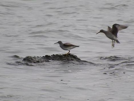 キアシシギ キアシシギ