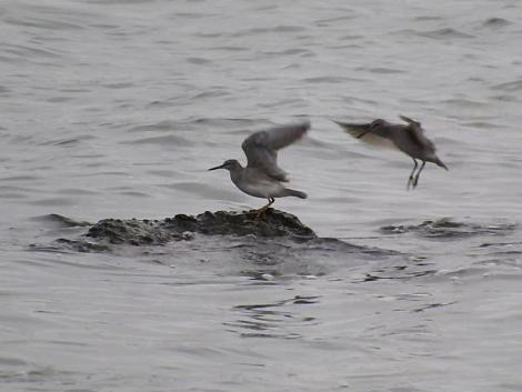 キアシシギ キアシシギ