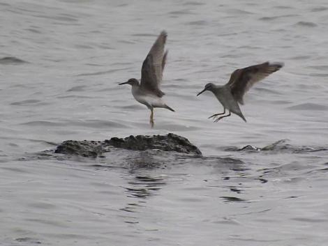 キアシシギ キアシシギ