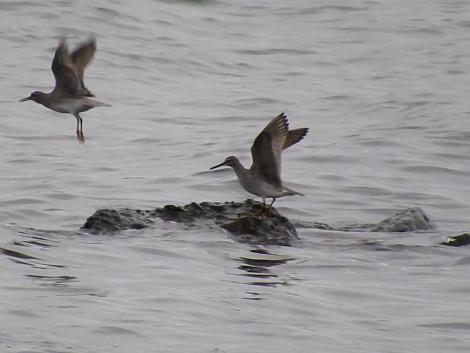 キアシシギ キアシシギ