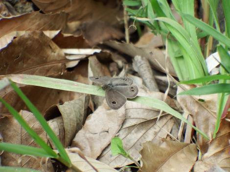 ヒメウラナミジャノメ