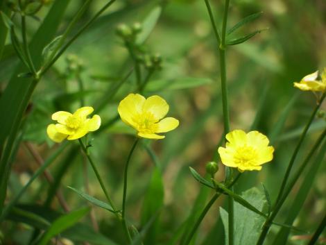 ウマノアシガタ