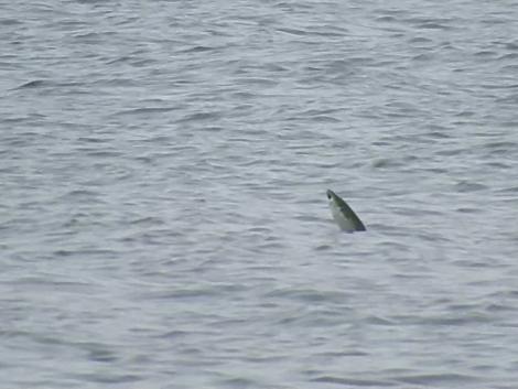 ボラのジャンプ ボラのジャンプ