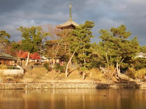 猿沢池のカイツブリ