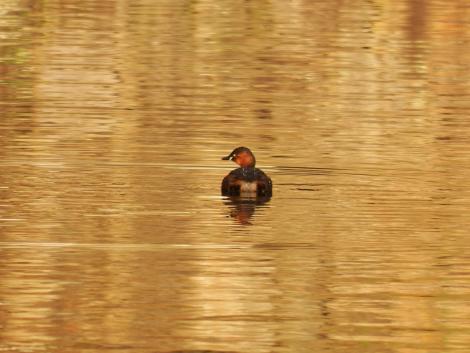カイツブリ夏羽