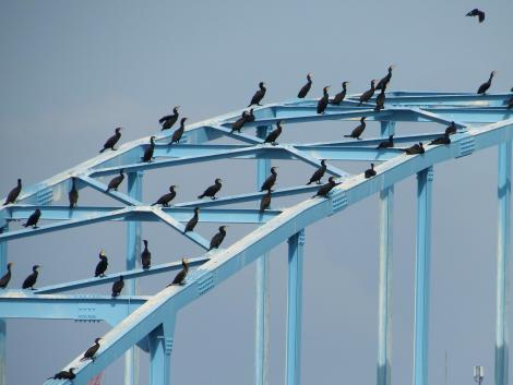 長柄水道橋のカワウ