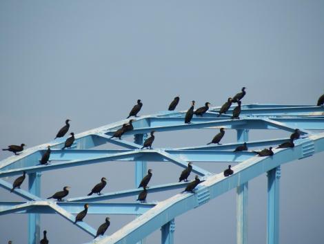 長柄水道橋のカワウ