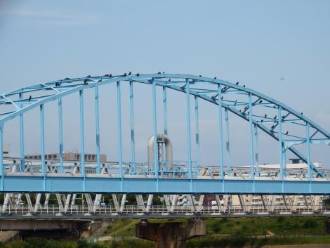 長柄水道橋のカワウ