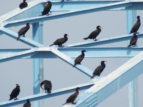 長柄水道橋のカワウ