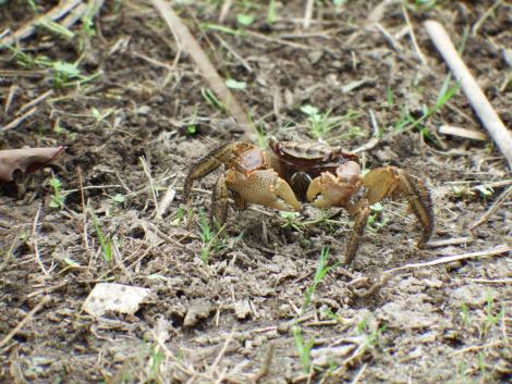 クロベンケイガニ