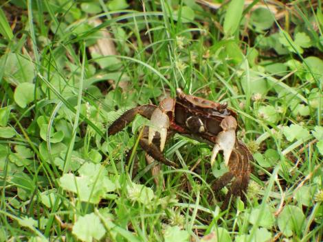 クロベンケイガニ