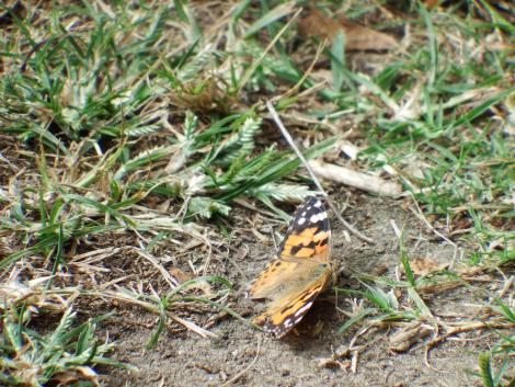 ヒメアカタテハ