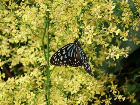 リュウキュウアサギマダラ
