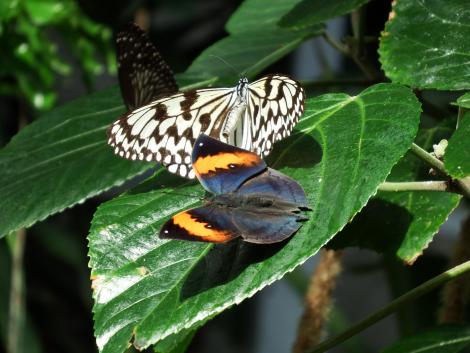 オオゴマダラとコノハチョウ