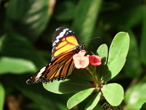 スジクロカバマダラ