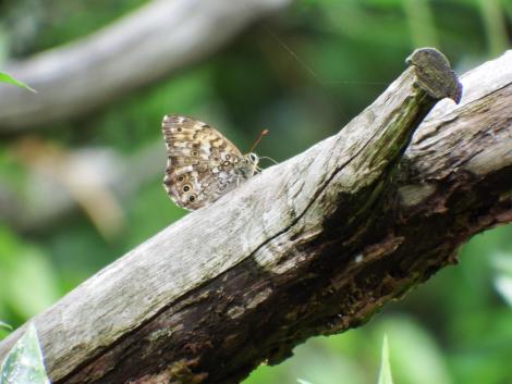 ヤマキマダラヒカゲ
