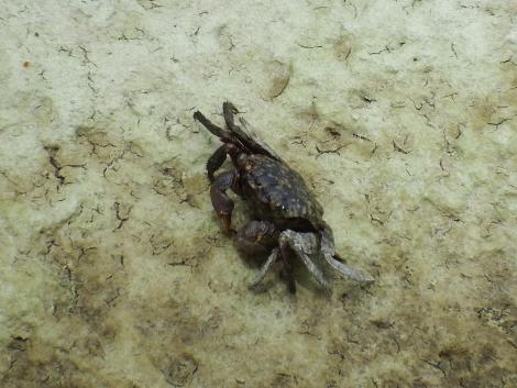 カクベンケイガニ