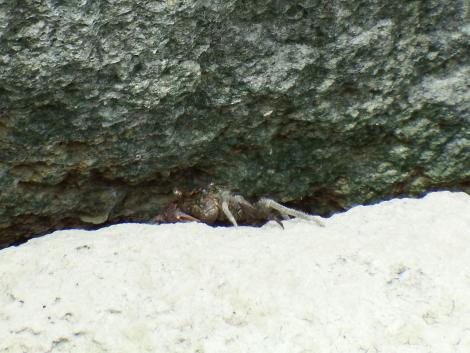 カクベンケイガニ