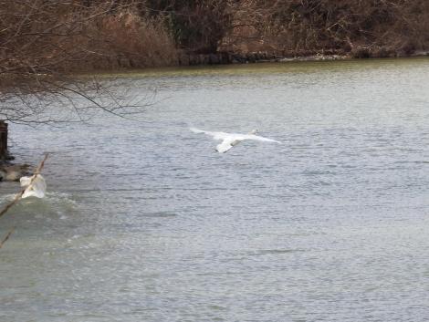 コブハクチョウ