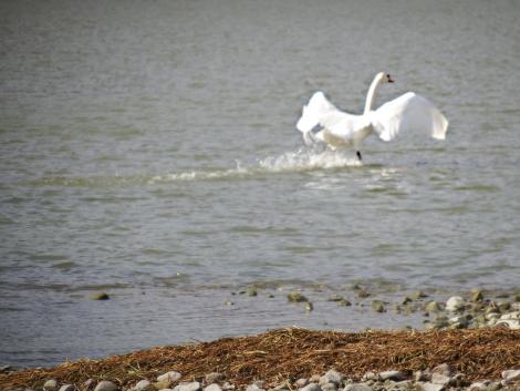 コブハクチョウ