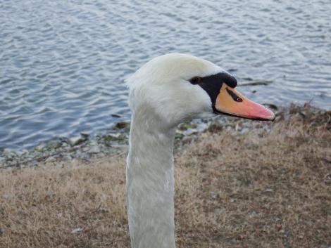 コブハクチョウ