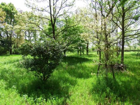 奈良阪の小さな公園