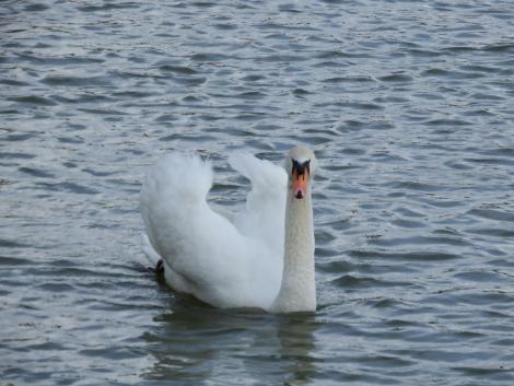 コブハクチョウ