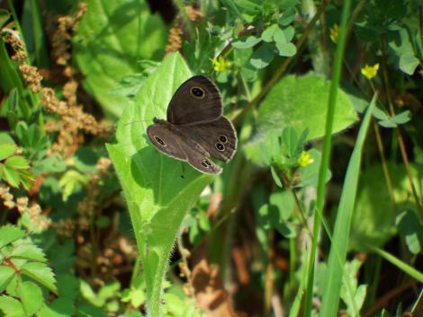 ヒメウラナミジャノメ