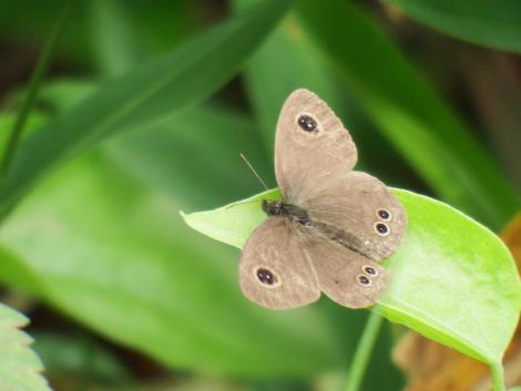 ヒメウラナミジャノメ