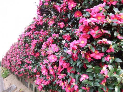 さざんかの生垣