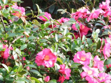 メジロとさざんか