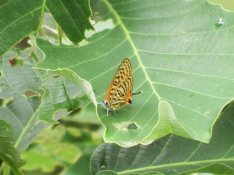 ウラナミアカシジミ