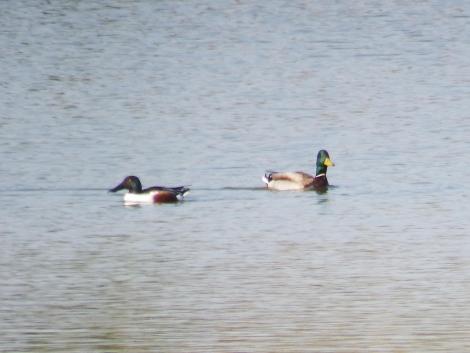 ハシビロガモ、マガモ