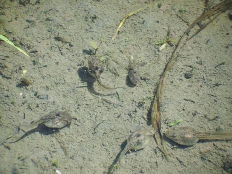 オタマジャクシ