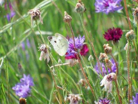 アサツキとモンシロチョウ