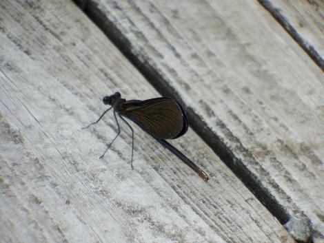 ハグロトンボ♀