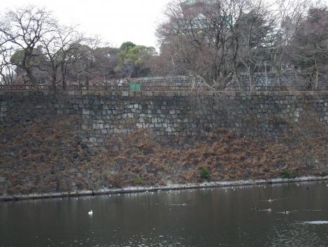 カンムリカイツブリ