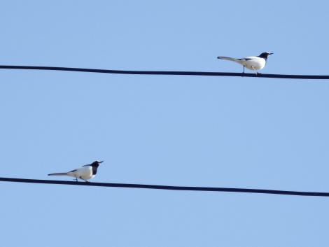 セグロセキレイ