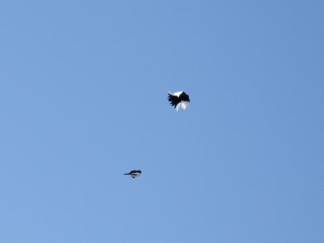 セグロセキレイ