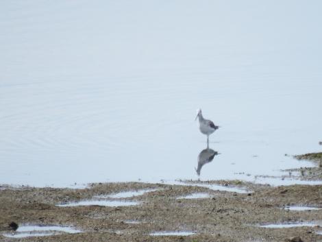 コアオアシシギ