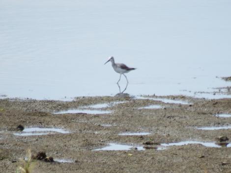 コアオアシシギ