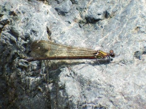 ニホンカワトンボ