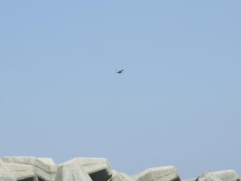 チュウシャクシギ