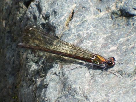 ニホンカワトンボ