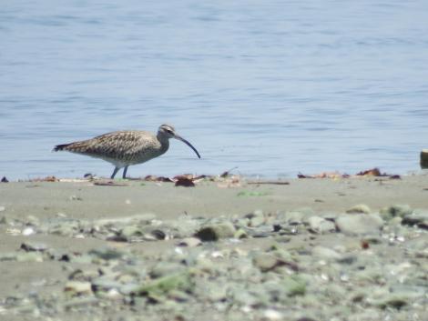 チュウシャクシギ