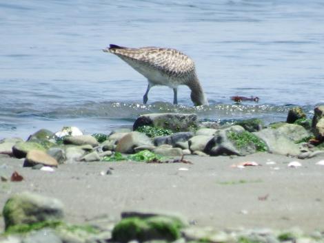 チュウシャクシギ