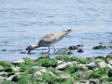 チュウシャクシギ