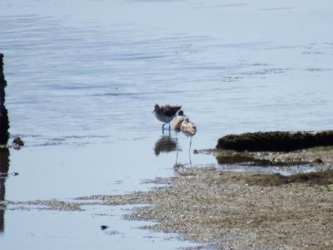 アオアシシギとイソシギ