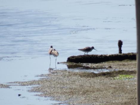 アオアシシギとイソシギ